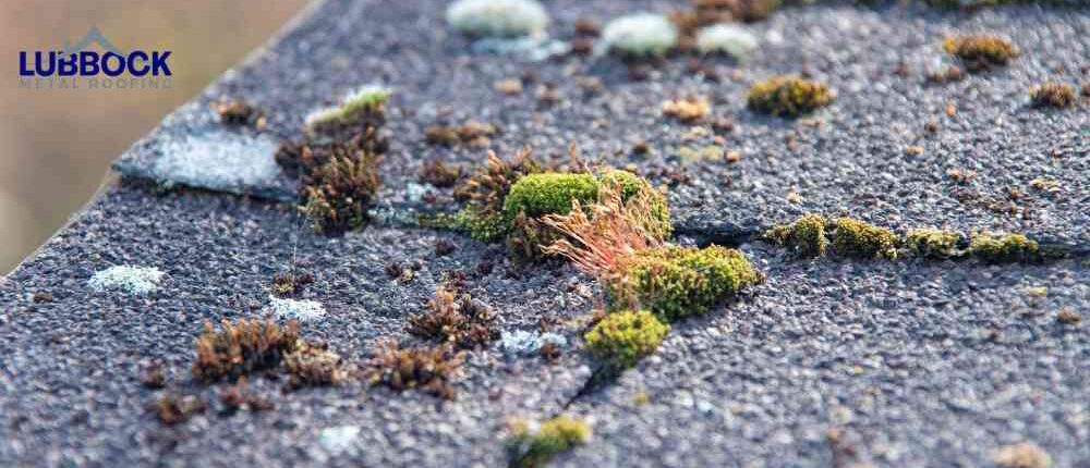 How to Remove Moss from Roof